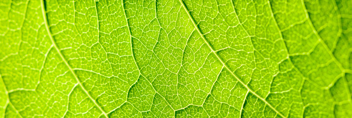 ミドリムシが緑色をしているのは葉緑体に含まれる「クロロフィル」と呼ばれる天然色素が関係している。