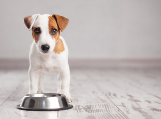 ミドリムシはペットにも良い 犬に必要な栄養素とは ミドリムシ大辞典